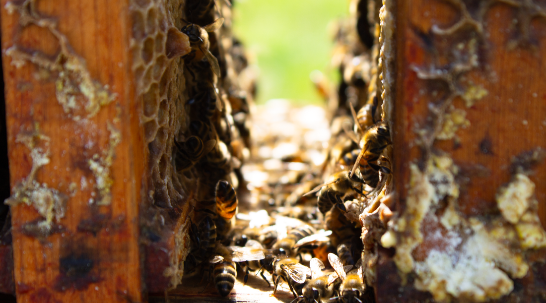 A narrow wooden gap in a bee super full of bees