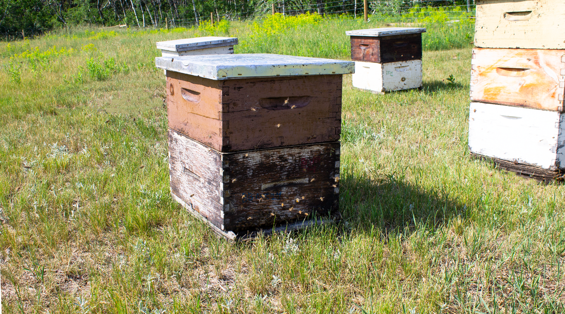 Little bee hive