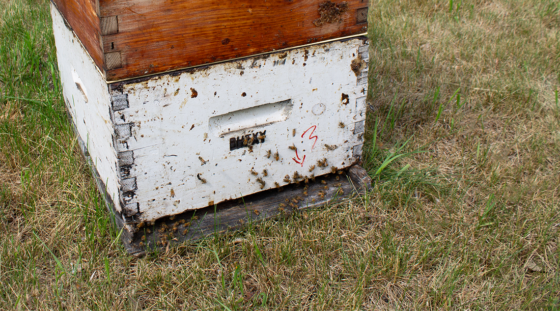 front of bee hive close up with bees