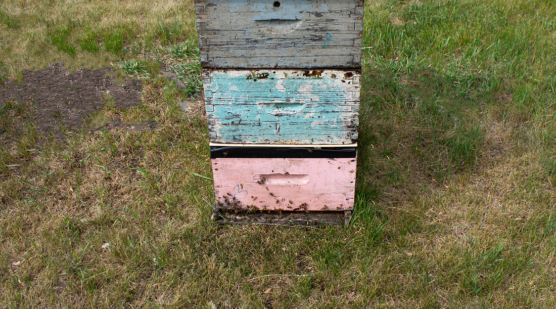 Beehive with pink and blue boxes