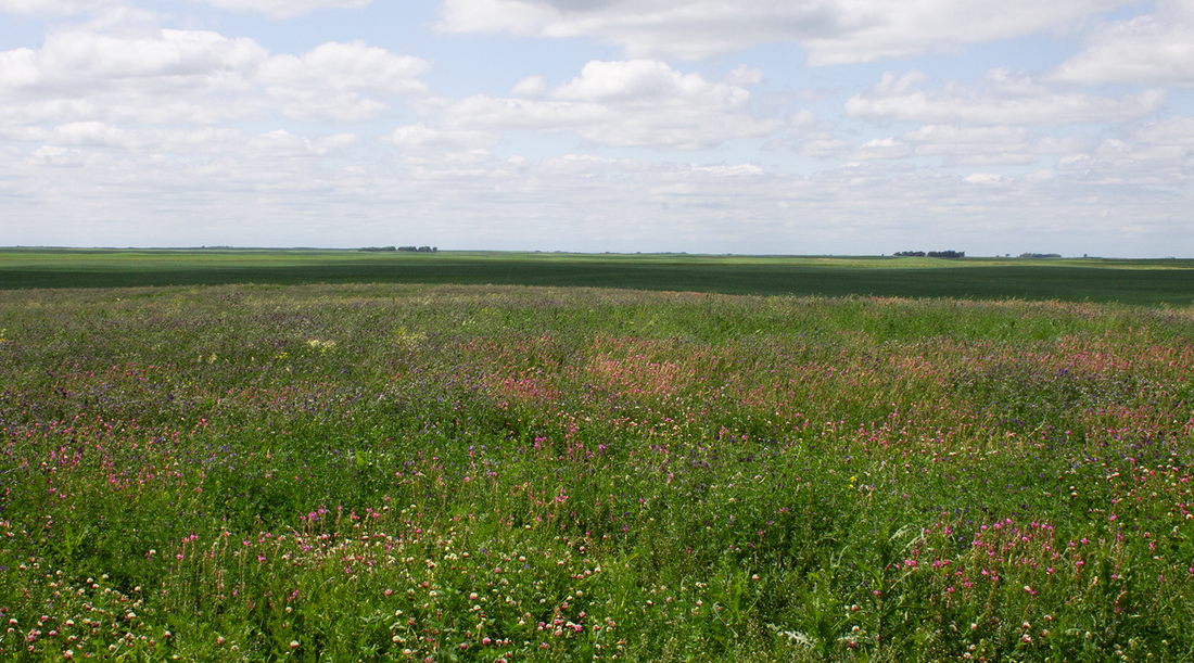 Grassland with a lot of clover and flowers
