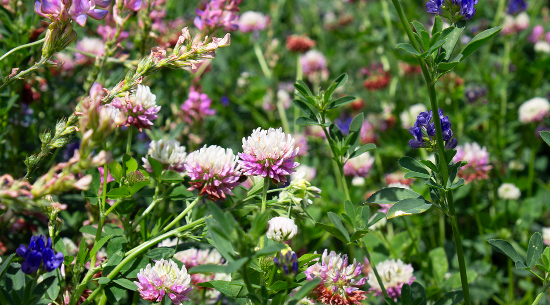 pink and blue flowers in a field