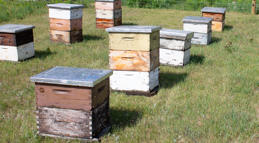 Beeswax Rendering: How to Process and Purify Raw Beeswax