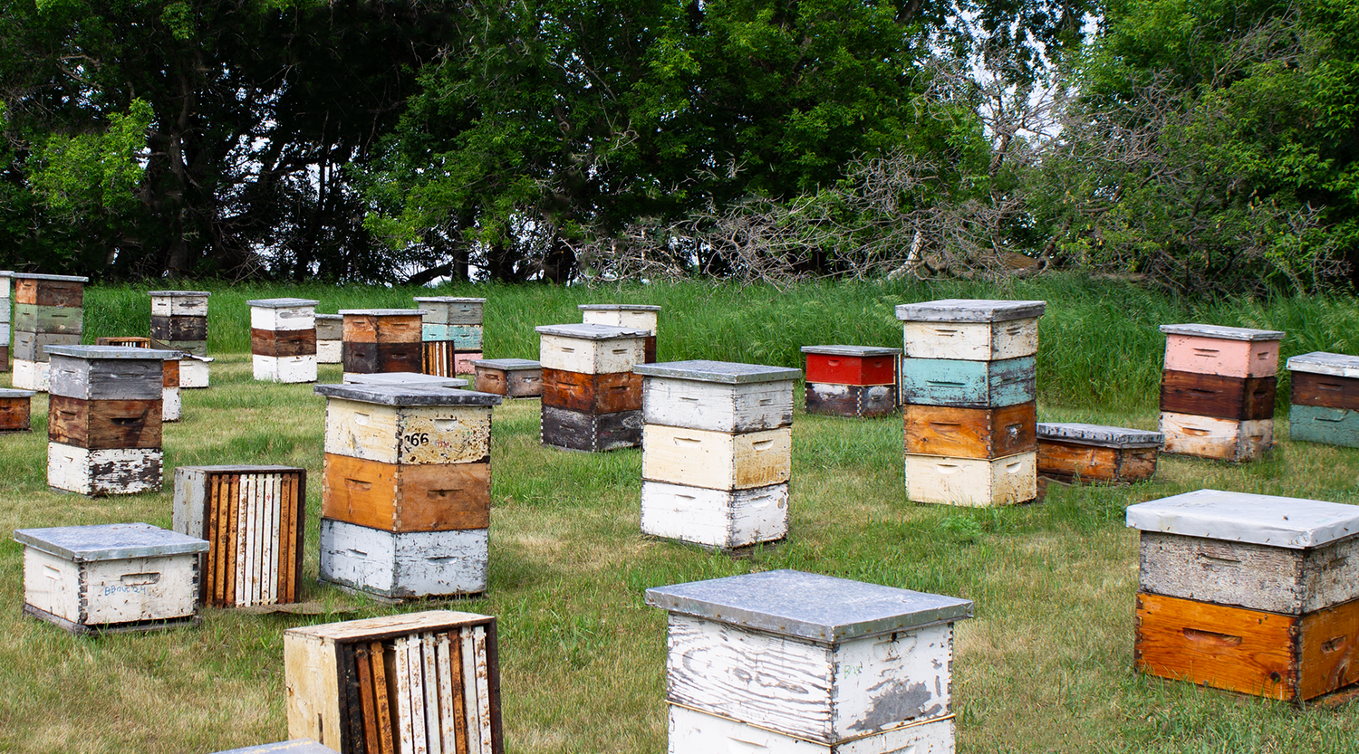 Multiple wooden beehives of various colors arranged in a field with trees in the background.