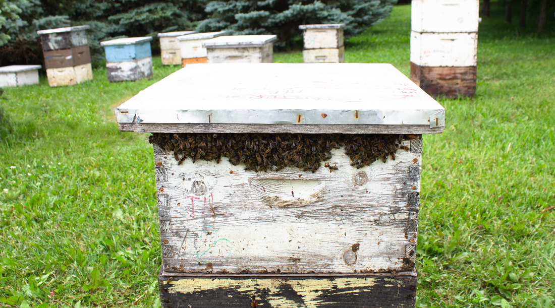 A large clump of bees hanging out of the top of a beehive