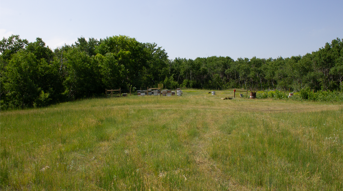 Wide angle of a bee yard in a grassy clearing