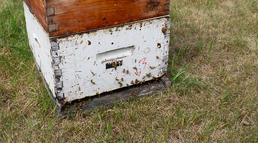 front of bee hive close up with bees