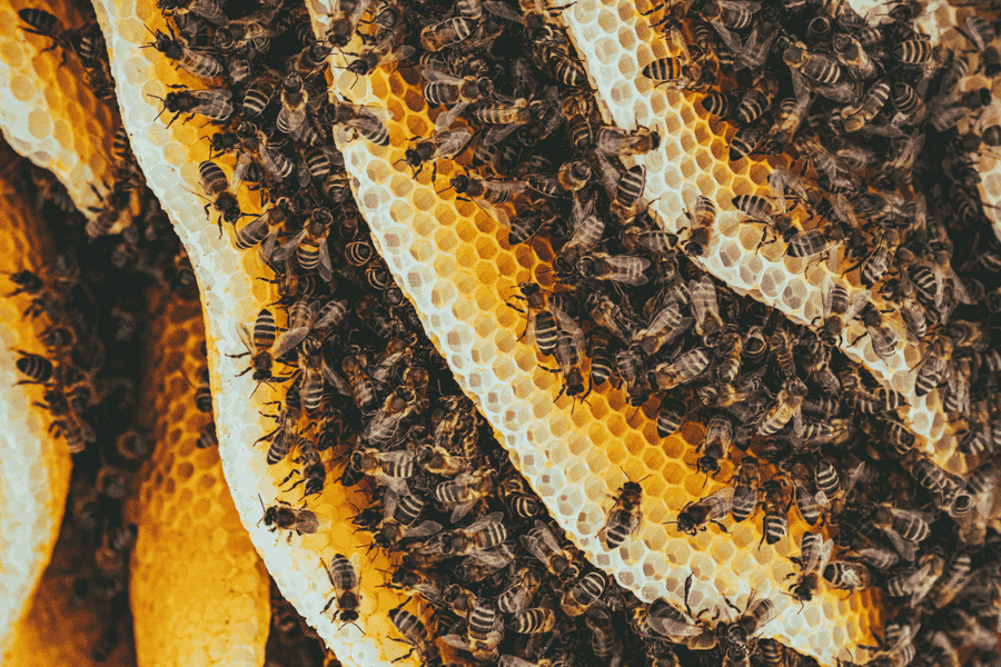 Beeswax vs. Paraffin: Why Natural Candles Are Better for You