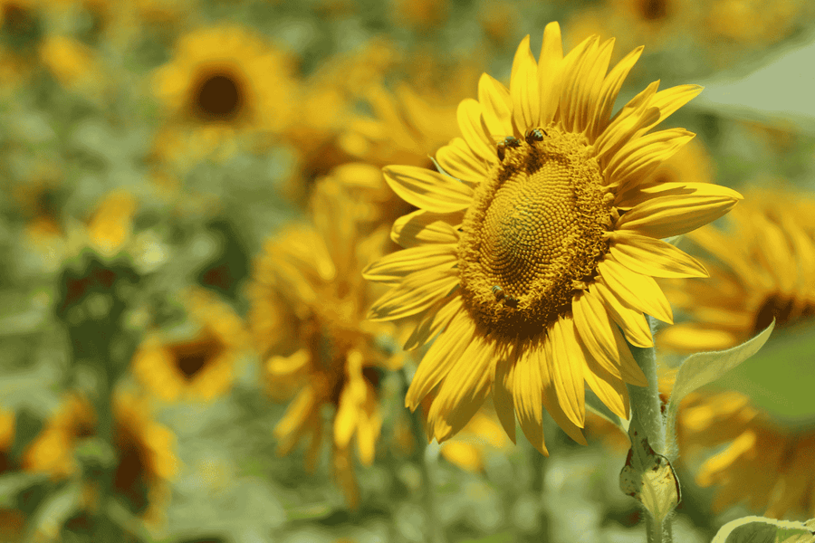 10 Amazing Uses for Beeswax: From Candles to Skincare