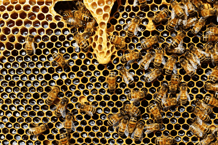 How Beeswax is Made: From the Hive to Your Home