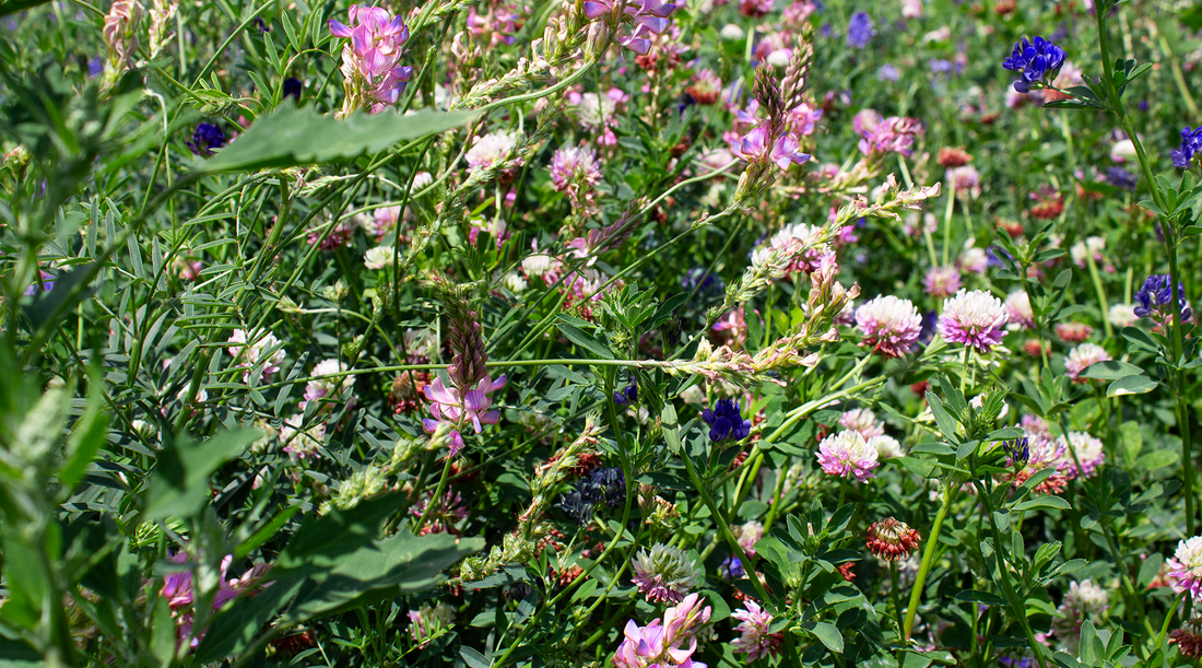 Pink flowers in a meadow