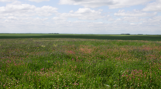 Grassland with a lot of clover and flowers