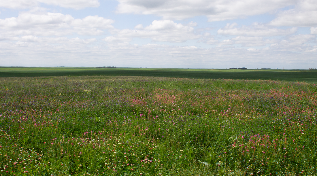 Grassy meadow with flowers
