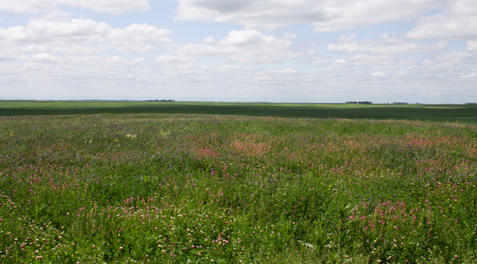 Grassy meadow with flowers