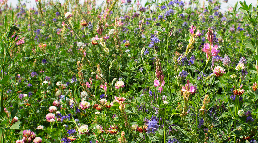 Meadow with pink and blue flowers