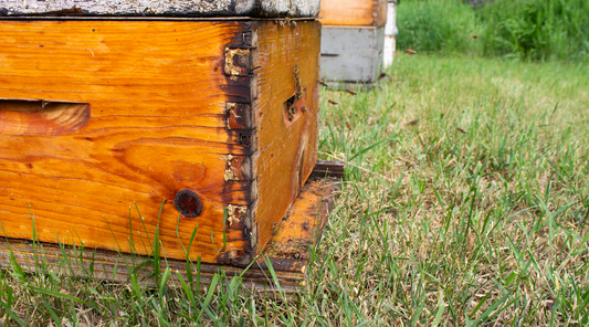 Front of a beehive with bees entering at the entrance