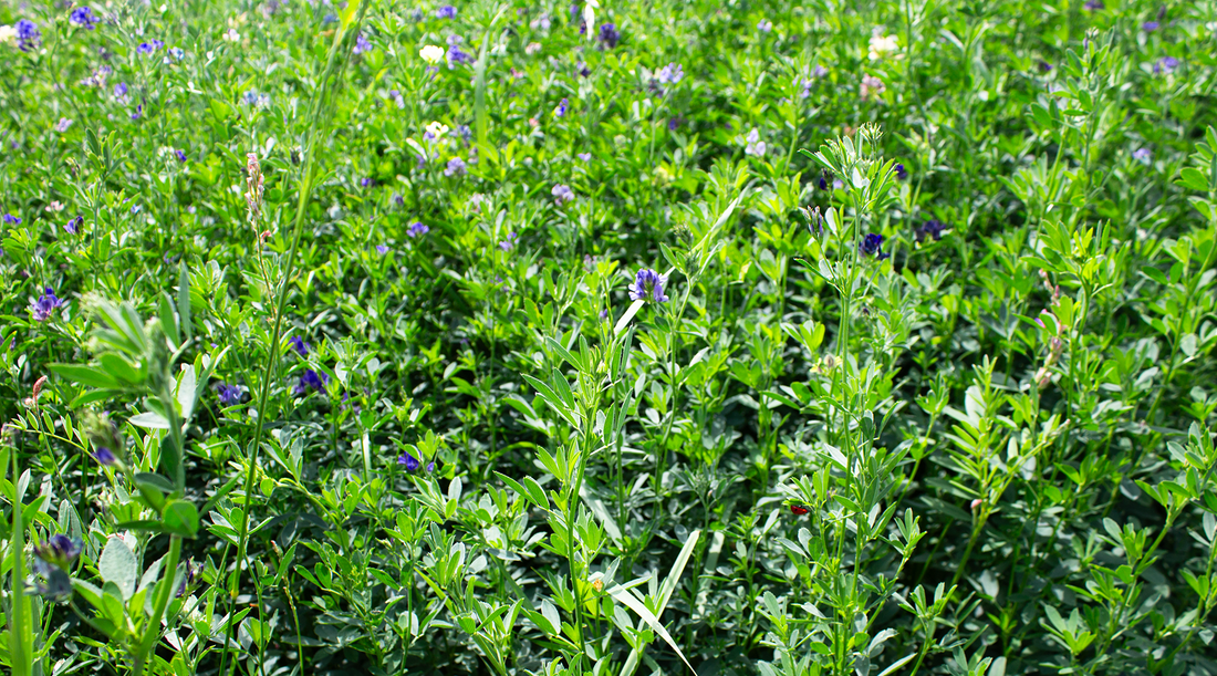 Is Beeswax Kosher? Understanding Jewish Dietary Laws