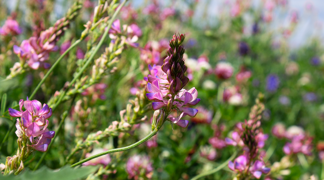 Wall of Pink Flowers