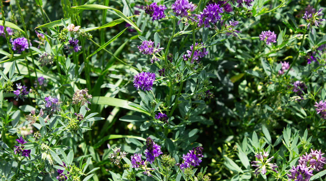 Purple Flowers in a meadow