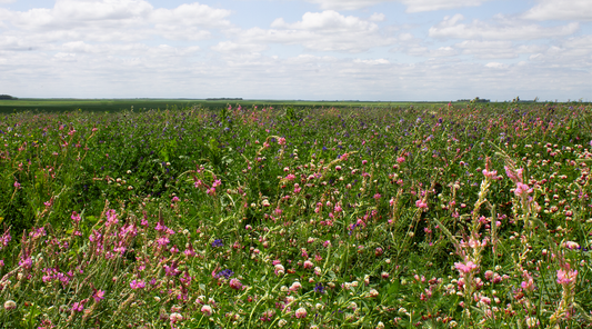 Green flowing meadow with pink flowers