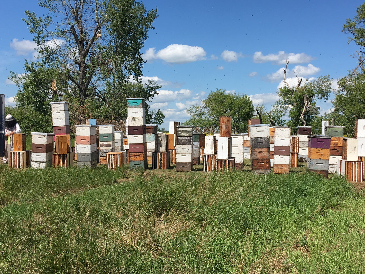 Prairie Sun Beeswax Bee Hives